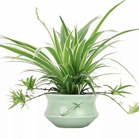 專門為中小企業提供綠植租賃服務的一家公司，專業提供各種綠植租賃、綠化養護服務。公司秉承客戶至上、品質為先的服務理念，服務周到!